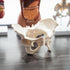 MonMed Life-Size Female Pelvis Anatomy Model