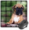 Mouse Pad, Brindle Boxer Puppy 8 x 8 x 0.25 Inches 3dRose LLC (mp_4142_1)