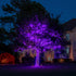 2 Pack 20FT 100 Count TW SHINE Purple Halloween Lights, Incandescent Halloween Mini String Lights, Waterproof Halloween