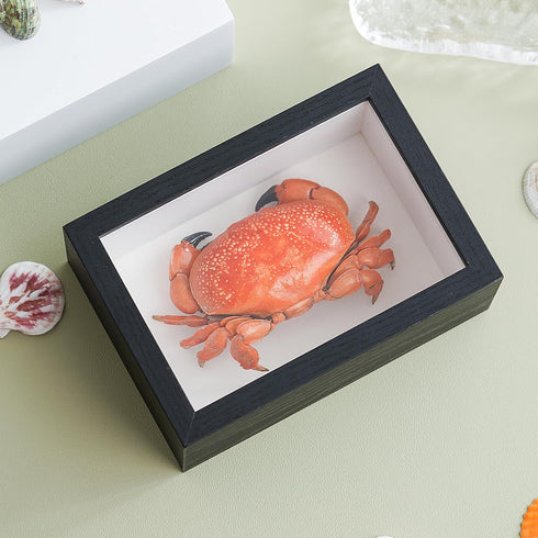 1st 6.6 4.6 Heaven Framed Real Crab Taxidermy Preserved Crab Specimen for Wall Art, Coastal Home Decor, or Educational