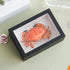 1st 6.6 4.6 Heaven Framed Real Crab Taxidermy Preserved Crab Specimen for Wall Art, Coastal Home Decor, or Educational