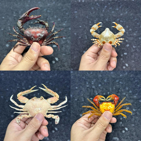 GFAZXDS A,15cm, Figurine,D-15cm Real Crab Insect Specimens Animal Taxidermy Collection for Science Education & Desk