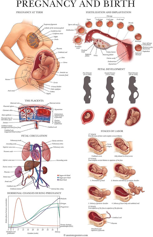 3 Pack 18" 24") Palace Learning - Female Reproductive System Anatomical Poster + Male Reproductive System + Pregnancy