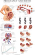 3 Pack 18" 24") Palace Learning - Female Reproductive System Anatomical Poster + Male Reproductive System + Pregnancy