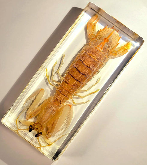 5.5" Real Mantis Shrimp in Crystal Clear Lucite Resin Specimen Preserved Oratosquilla Oratoria Sea Marine Animal