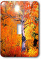3dRose lsp_205733_1 USA, California Aspen Trees in The Sierra Nevada Mountains Single Toggle Switch by 3dRose