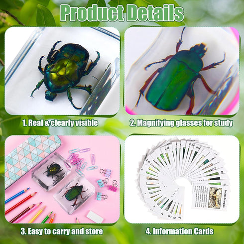 GlikCeil 12 10x Pcs Insect in Resin Specimen Bugs Discovery Kit Collection Paperweight Bug with Information Flash Cards