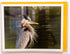 Frame It Photography & Creative Arts 16 w/18 Set (4.25"x 5.50") Bird Photography Smooth Note Cards Colored Envelopes
