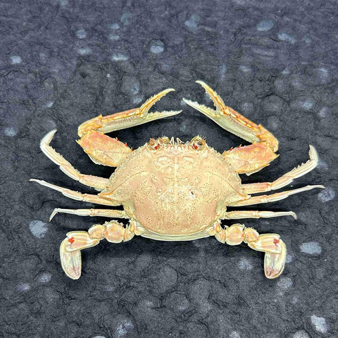 GFAZXDS A,15cm, Figurine,A-15cm Real Crab Insect Specimens Animal Taxidermy Collection for Science Education & Desk