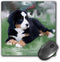 Mouse Pad, Bernese Mountain Dog 8 x 8 x 0.25 Inches 3dRose LLC (mp_4038_1)