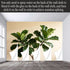 Agglomerix Custom Size Wall Murals Fiddle Leaf Fig Botanical Minimalist Green Leaves SelfAdhesive Wall Fabric Removable