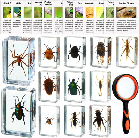 GlikCeil 12 Pcs Insect in Resin Specimen Bugs Discovery Kit Collection Paperweight Bug