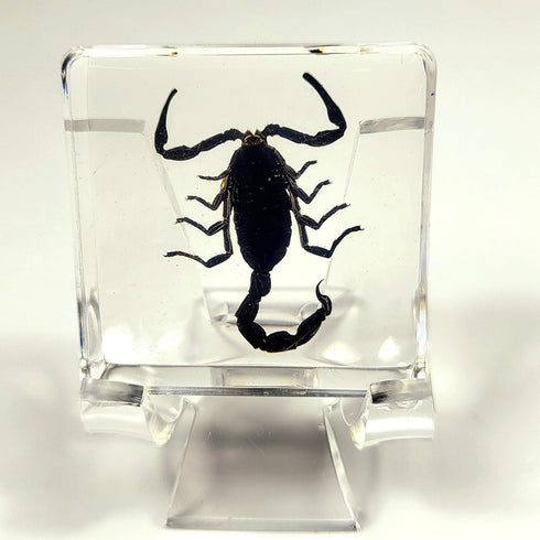 38mm Real Black Scorpion in Crystal Clear Lucite Resin Specimen Preserved Animal Insect Taxidermy Crafts Collection for Biology Science Education & Desk Ornament Display Supplies