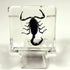 38mm Real Black Scorpion in Crystal Clear Lucite Resin Specimen Preserved Animal Insect Taxidermy Crafts Collection for Biology Science Education & Desk Ornament Display Supplies