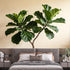 Agglomerix Custom Size Wall Murals Fiddle Leaf Fig Botanical Minimalist Green Leaves SelfAdhesive Wall Fabric Removable