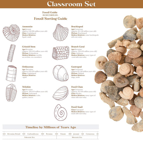 3 Lbs 9 Soulchen Fossil Sorting Kit Fossil Collection Sorting Activity Kit with Guidebook Different Varieties