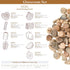 3 Lbs 9 Soulchen Fossil Sorting Kit Fossil Collection Sorting Activity Kit with Guidebook Different Varieties