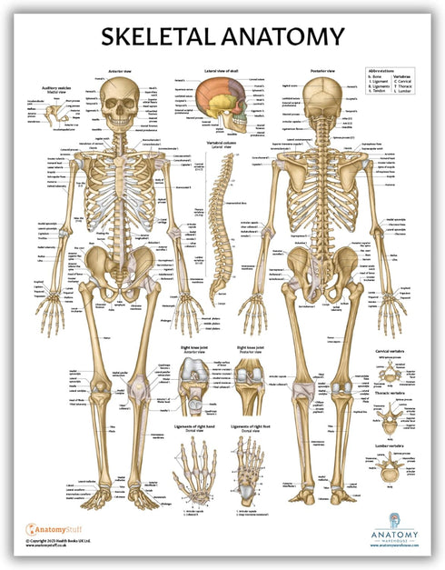 Anatomy Lab 4 PACK Human Anatomy Poster Set, Muscular, Skeletal, Nervous Systems, Laminated