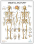 Anatomy Lab 3 PACK Human Anatomy Poster Set, Laminated Muscular, Skeletal, Nervous System Charts, 17.3 x 22.5 Inches