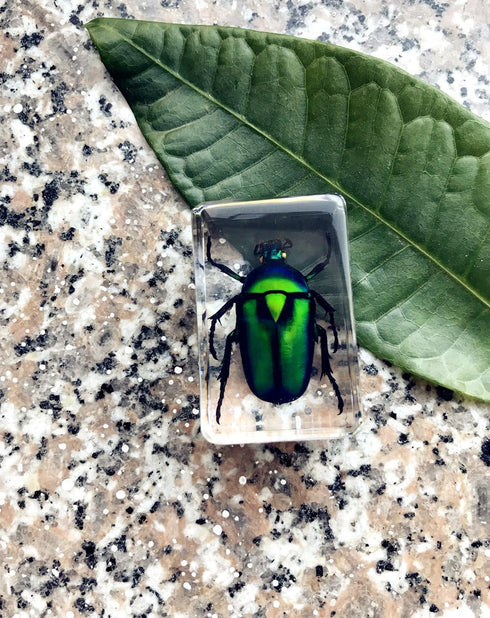 QTMY Insect in Resin Specimen Collection - Paperweight for Office Desk, Green Cockchafer Beetle