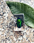 QTMY Insect in Resin Specimen Collection - Paperweight for Office Desk, Green Cockchafer Beetle