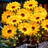 echosari 4 Pack Solar Lights Outdoor Waterproof, Sunflower Solar Stake Lights Auto