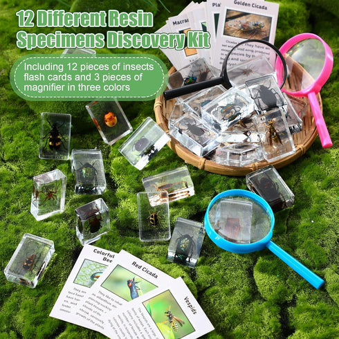 GlikCeil 12 10x Pcs Insect in Resin Specimen Bugs Discovery Kit Collection Paperweight Bug with Information Flash Cards