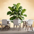 Agglomerix Custom Size Wall Murals Botanical Green Fiddle Leaf Fig Tree Minimalist Natural Plant Art SelfAdhesive Wall