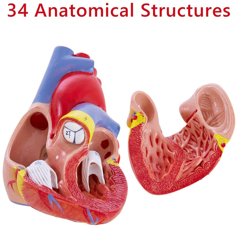 Ruiishunyy 2-Part 34 Human Heart Model for Anatomy - Life Size Medical Heart for Study - Anatomical Structures