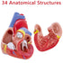 Ruiishunyy 2-Part 34 Human Heart Model for Anatomy - Life Size Medical Heart for Study - Anatomical Structures
