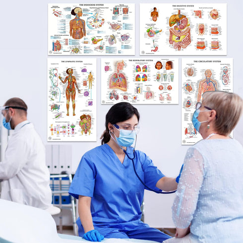 12 18x30 Human Anatomy Posters - Medical Posters, Circulatory, Skeletal, Male Female Muscular, Lymphatic, Reproductive