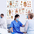 12 18x30 Human Anatomy Posters - Medical Posters, Circulatory, Skeletal, Male Female Muscular, Lymphatic, Reproductive