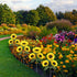 Solar Sunflower Lights, 800mA Solar Garden Light with Real Looking Flowers for Outdoor Waterproof Stake Lights (2 Pack)