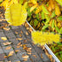2 PCS Gutter Cleaning Replacement Brush Parts Accessories for Cleaning Leaves and Debris
