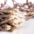 612 100 18 20 (Pack 2) Vermont Clear Mini Christmas String Lights on Brown Wire Cord, UL Approved for Indoor/Outdoor