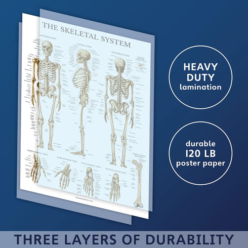 Palace Learning 3 Pack Anatomy Poster Set - Muscle, Skeleton, and Dermatomes Anatomical Charts - Laminated 18" x 24"