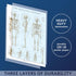 Palace Learning 3 Pack Anatomy Poster Set - Muscle, Skeleton, and Dermatomes Anatomical Charts - Laminated 18" x 24"