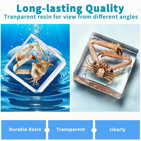 Gift,Oddities(2.95 2.95 0.94 inch,Crab Taxidermy Crab,Real Crab Taxidermy Animals in Resin,Real Crab Specimen