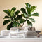 Agglomerix Custom Size Wall Murals Fiddle Leaf Fig Botanical Minimalist Green Leaves SelfAdhesive