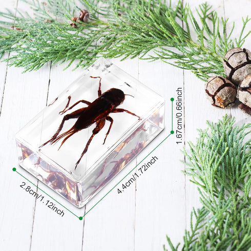 20Pcs Insect in Resin Specimen Set, Different Kind or Size Insect Specimen Bugs Collection for Teens