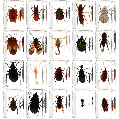 20Pcs Insect in Resin Specimen Set, Different Kind or Size Insect Specimen Bugs Collection for Teens