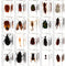 20Pcs Insect in Resin Specimen Set, Different Kind or Size Insect Specimen Bugs Collection for Teens