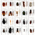 20Pcs Insect in Resin Specimen Set, Different Kind or Size Insect Specimen Bugs Collection for Teens