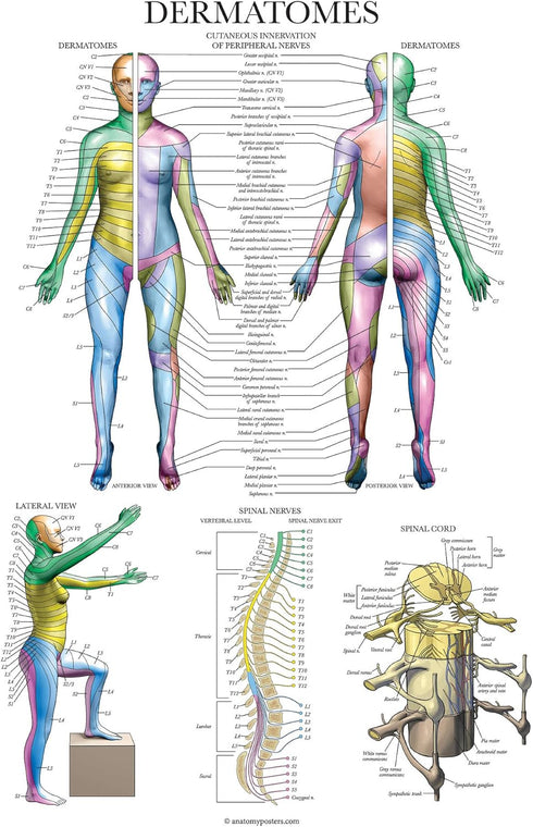 Palace Learning 3 Pack Anatomy Poster Set - Muscle, Skeleton, and Dermatomes Anatomical Charts - Laminated 18" x 24"