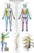 Palace Learning 3 Pack Anatomy Poster Set - Muscle, Skeleton, and Dermatomes Anatomical Charts - Laminated 18" x 24"