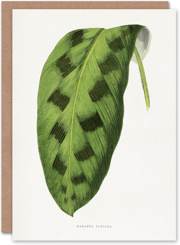 Artery8 AF Lydon Benjamin Fawcett Maranta Pardina Leaf Blank Art Greeting Card