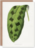 Artery8 AF Lydon Benjamin Fawcett Maranta Pardina Leaf Blank Art Greeting Card
