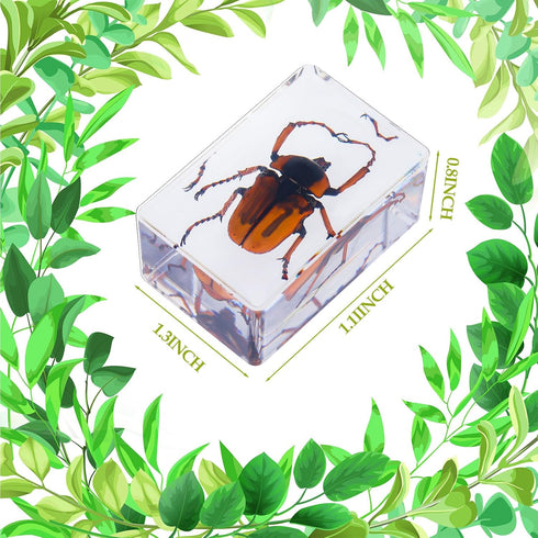 9 Pcs Insect in Resin Specimen Bugs Collection, Educational Science Classroom Specimens Display Supplies