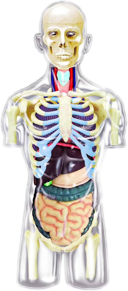 4D Master Transparent Human Anatomy Torso Model Kit, One Color