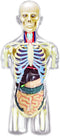 4D Master Transparent Human Anatomy Torso Model Kit, One Color